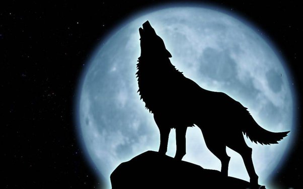 The Myth of the Wolf That Ate the Moon – What You Should Know